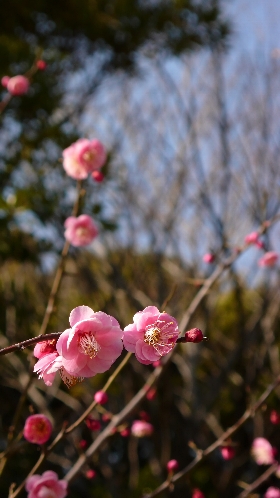 P1010255_NI.jpg