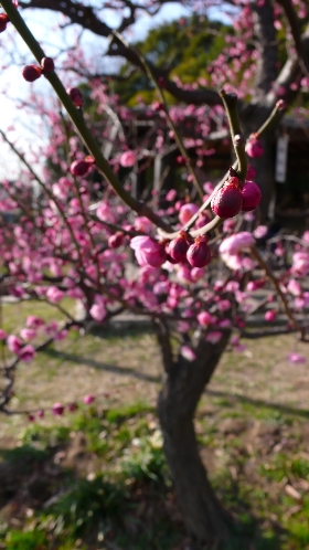 P1010260_NI.jpg
