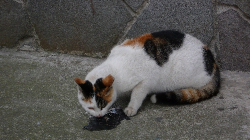 P1010304.jpg