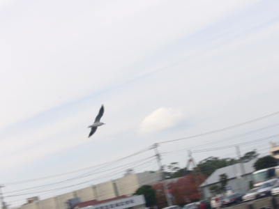 P1030005.jpg
